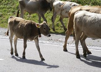 Cattle drive - Wellnesshotel Warther Hof